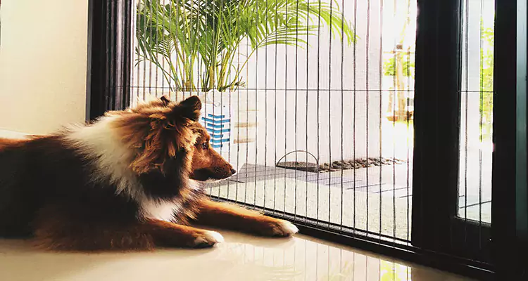 Sliding Screen Pet Door Repair in Weston, FL