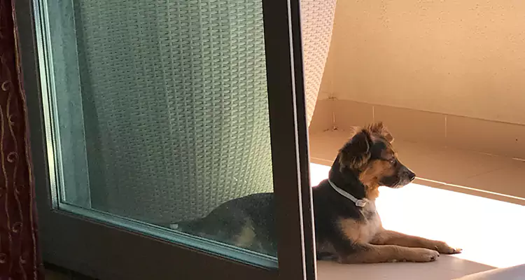 French Door Pet Screen Repair in Weston, FL